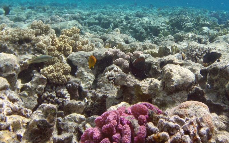 Koraalrif vol kleur in de Rode Zee bij de Sinaï